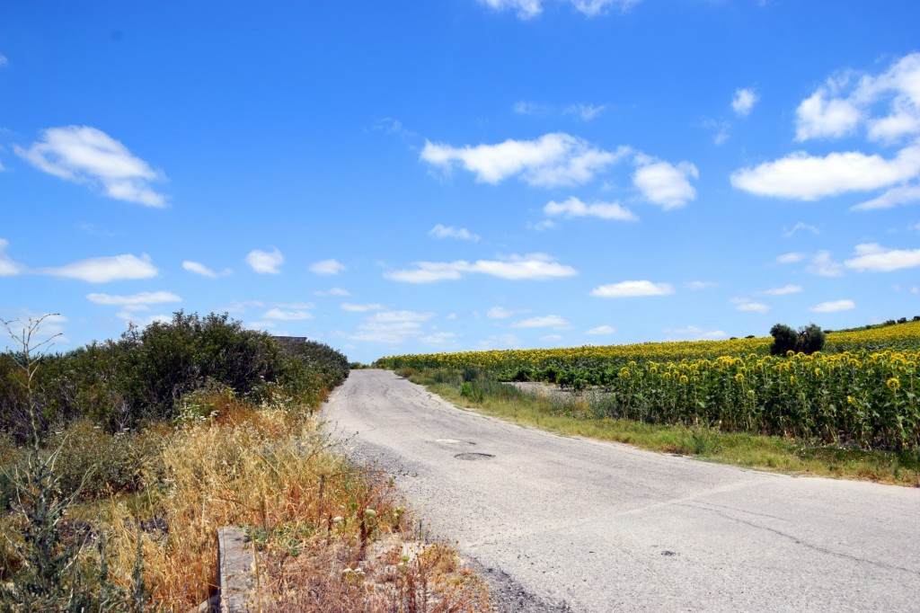 Foto: Sendero rodeando la localidad - Trebujena (Cádiz), España
