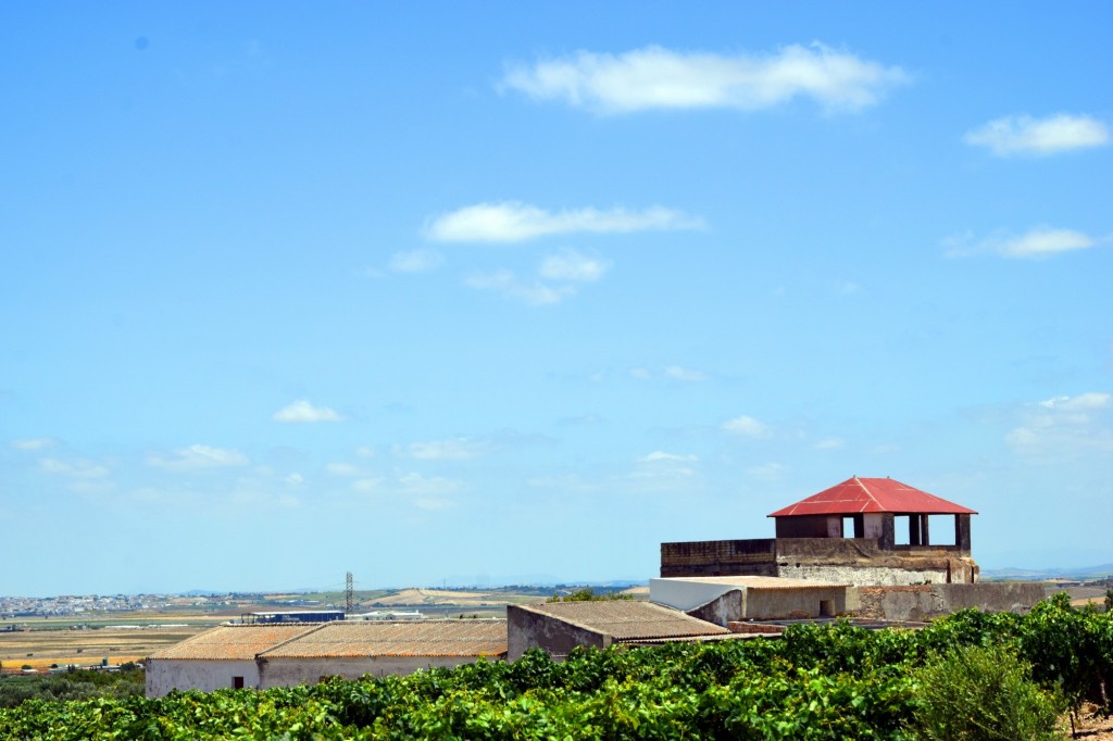 Foto: Palomar - Trebujena (Cádiz), España