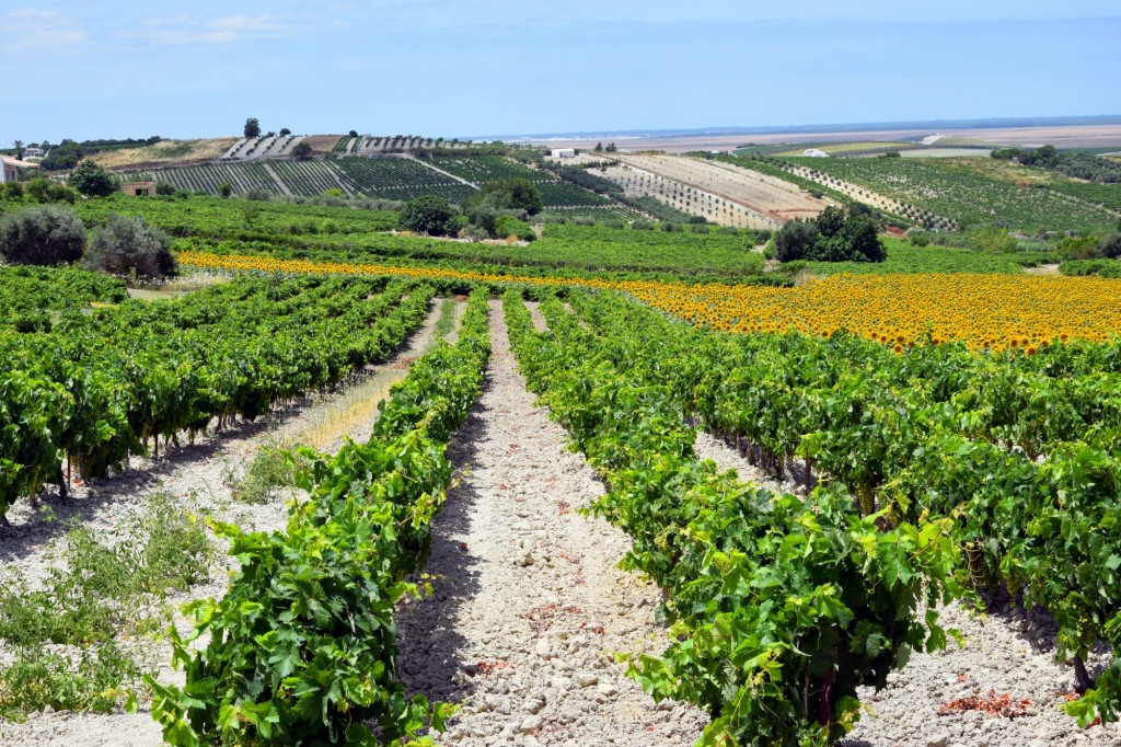 Foto: Viñedos y girasoles - Trebujena (Cádiz), España