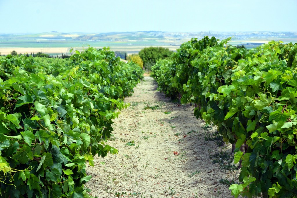 Foto: Línea de cepas - Trebujena (Cádiz), España