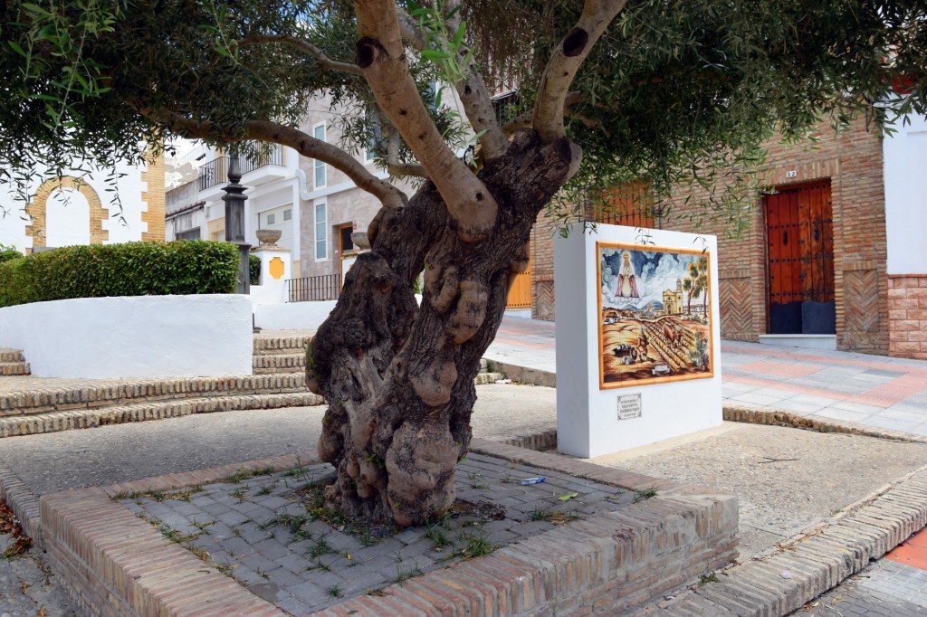 Foto: Olivo centenario - Trebujena (Cádiz), España