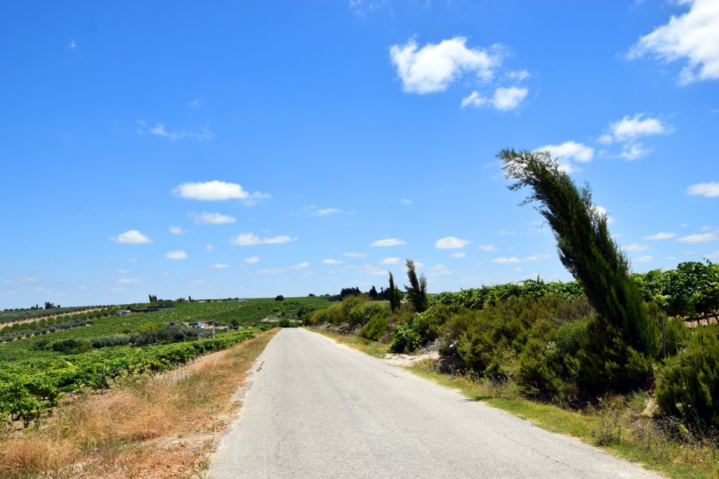 Foto: Camino de la Flamenca - Trebujena (Cádiz), España