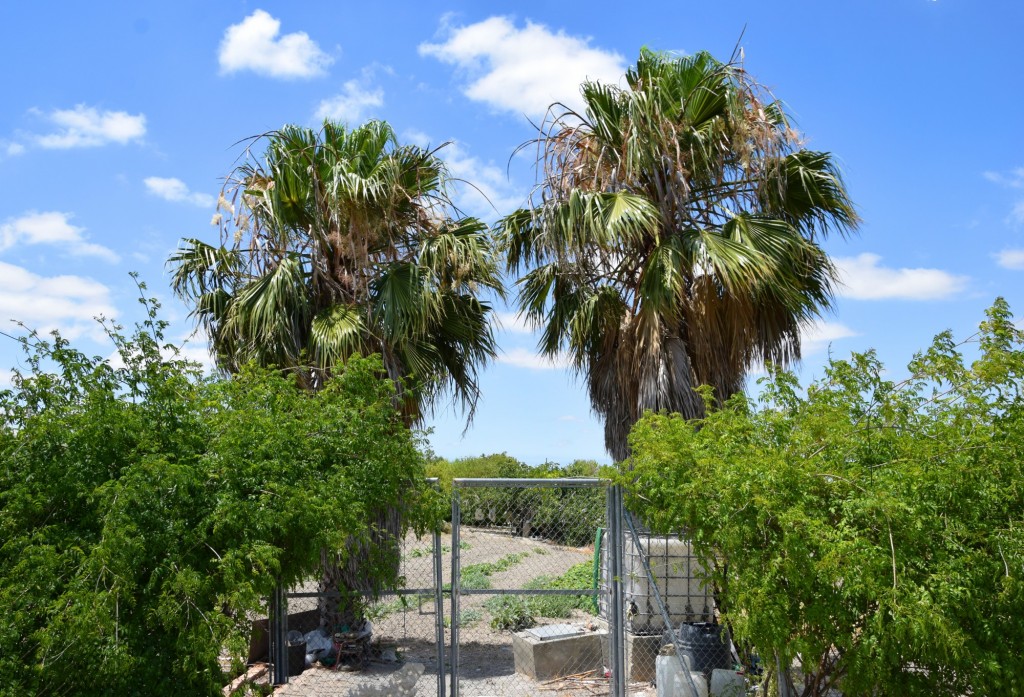 Foto: Hacienda junto al molino - Trebujena (Cádiz), España