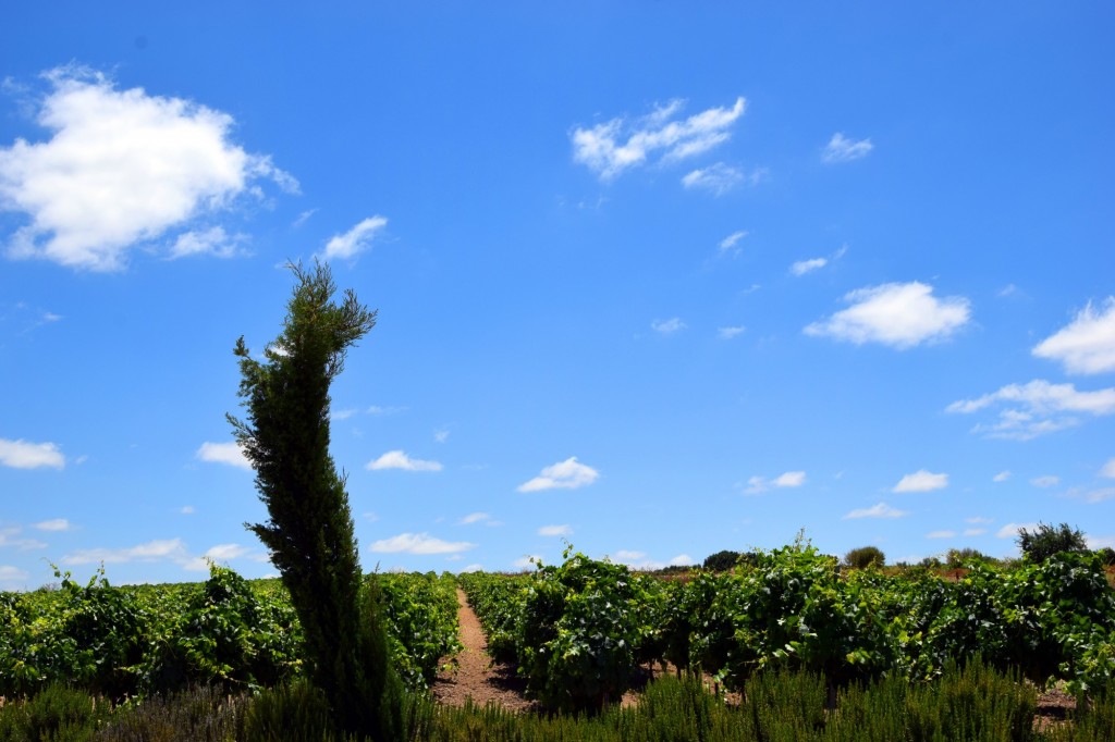Foto: Nubes de algodón - Trebujena (Cádiz), España