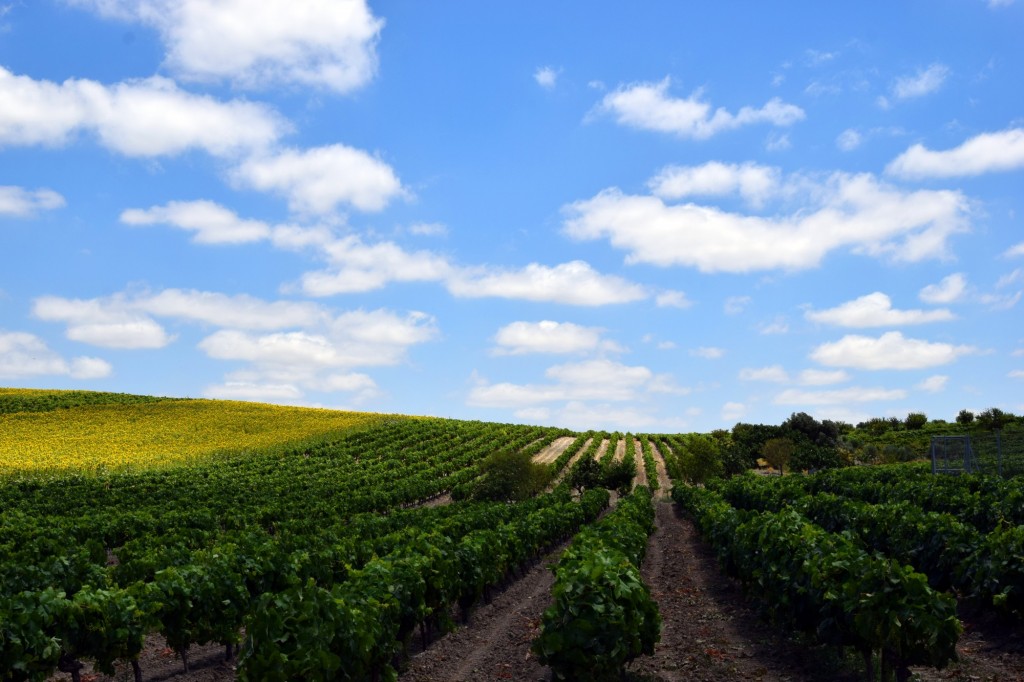 Foto: Uvas de Palomino, Moscatel y Pedro Ximénez - Trebujena (Cádiz), España