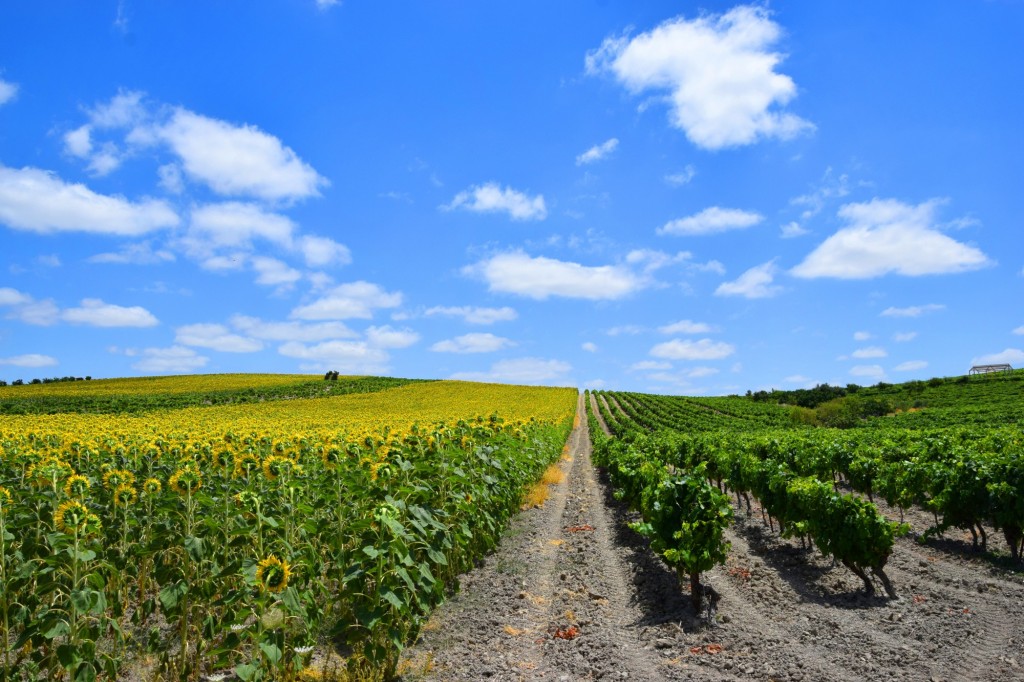 Foto: Girasoles y viñedos - Trebujena (Cádiz), España
