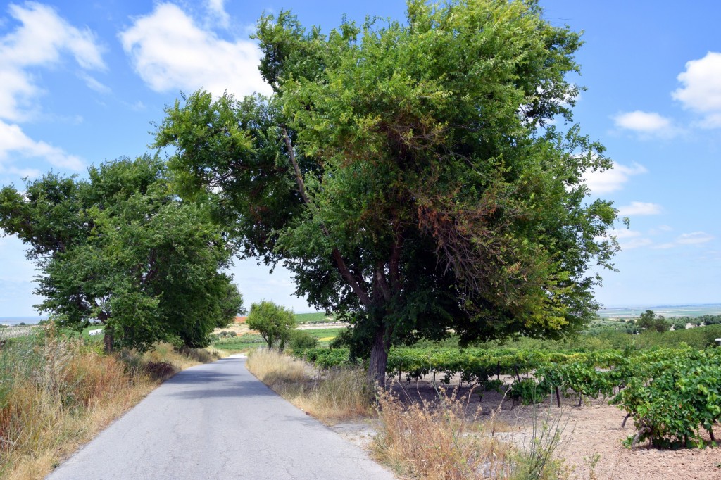 Foto: Hijuela de María Anaya - Trebujena (Cádiz), España