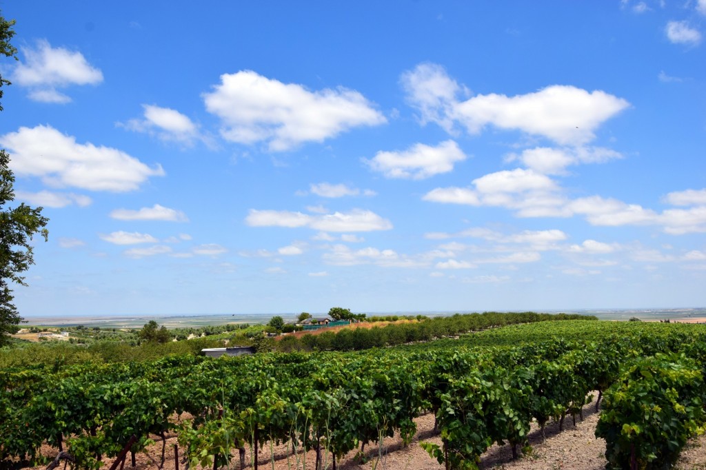 Foto: Viñedos - Trebujena (Cádiz), España