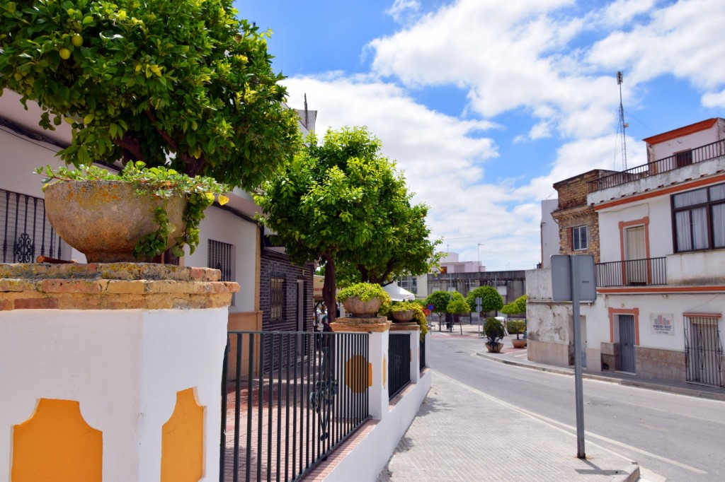 Foto: Avenida del Calvario - Trebujena (Cádiz), España