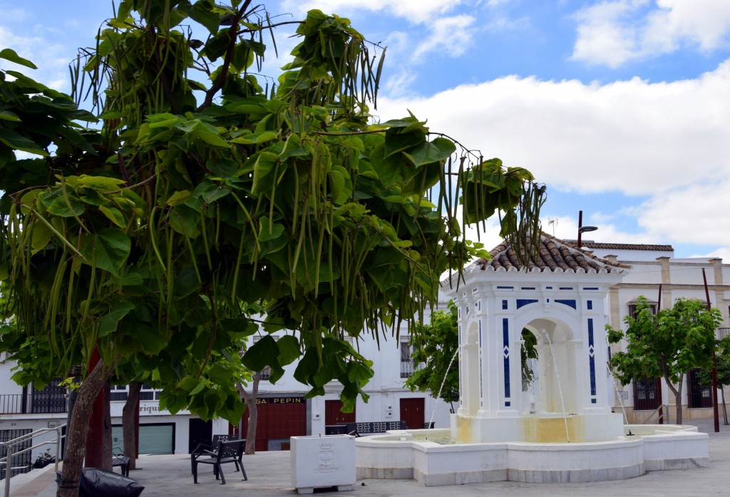 Foto: Árbol Catalpa Longissima - Trebujena (Cádiz), España