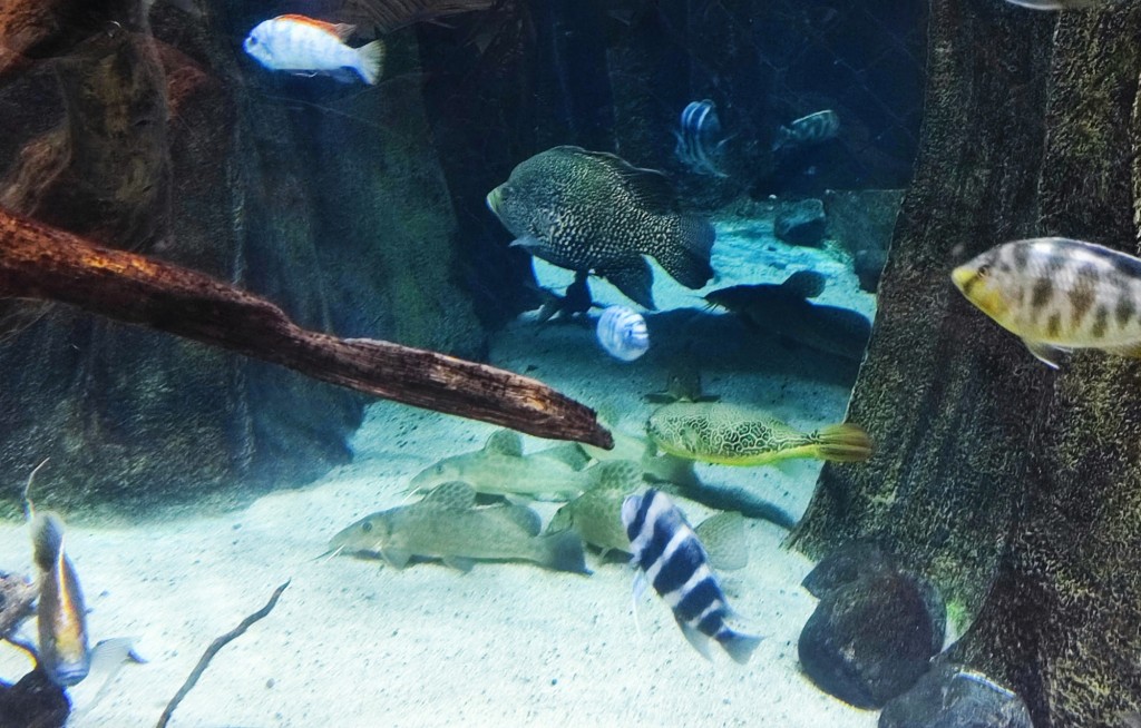 Foto: Acuario Poema del Mar - Las Palmas de Gran Canaria (Las Palmas), España