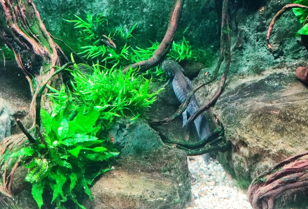 Foto: Acuario Poema del Mar - Las Palmas de Gran Canaria (Las Palmas), España