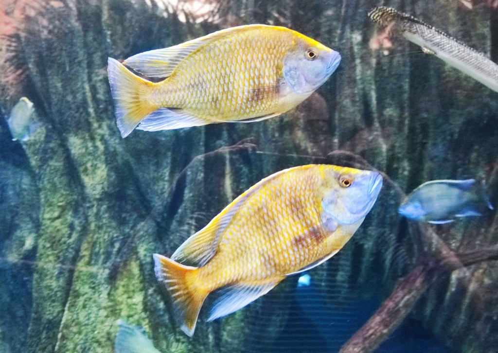 Foto: Acuario Poema del Mar - Las Palmas de Gran Canaria (Las Palmas), España