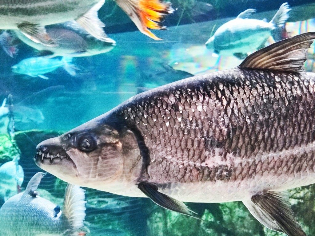 Foto: Acuario Poema del Mar - Las Palmas de Gran Canaria (Las Palmas), España