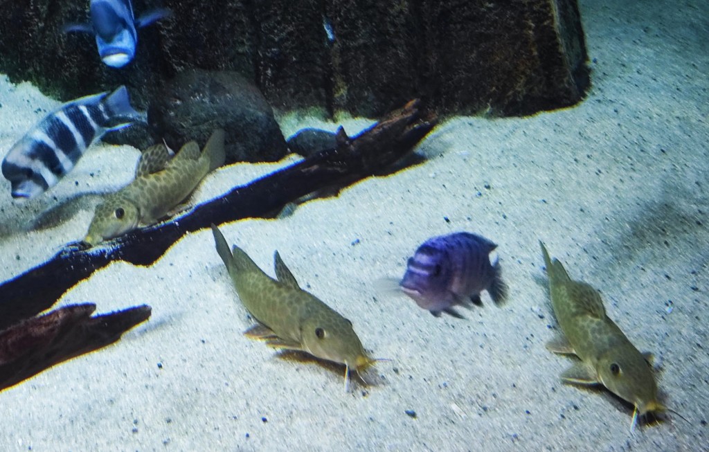 Foto: Acuario Poema del Mar - Las Palmas de Gran Canaria (Las Palmas), España