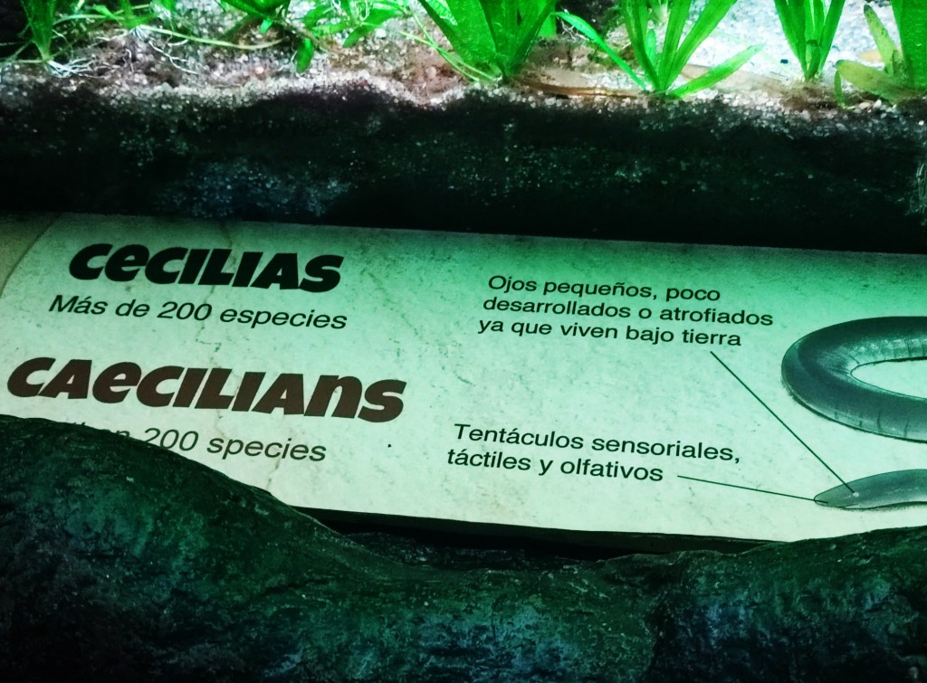 Foto: Acuario Poema del Mar - Las Palmas de Gran Canaria (Las Palmas), España