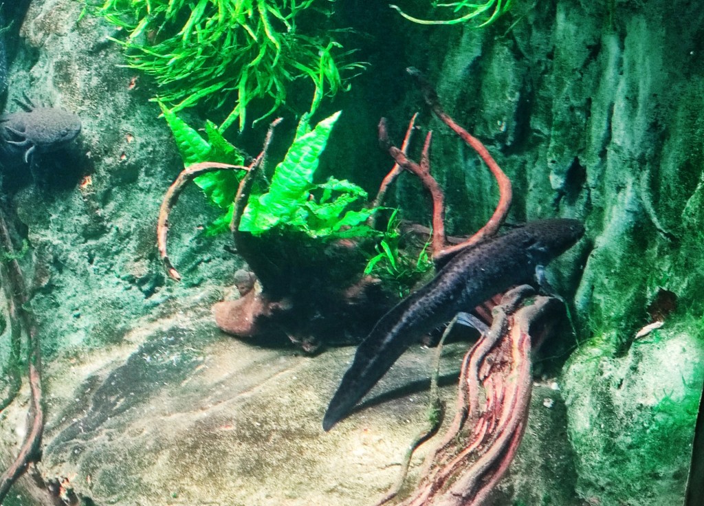 Foto: Acuario Poema del Mar - Las Palmas de Gran Canaria (Las Palmas), España