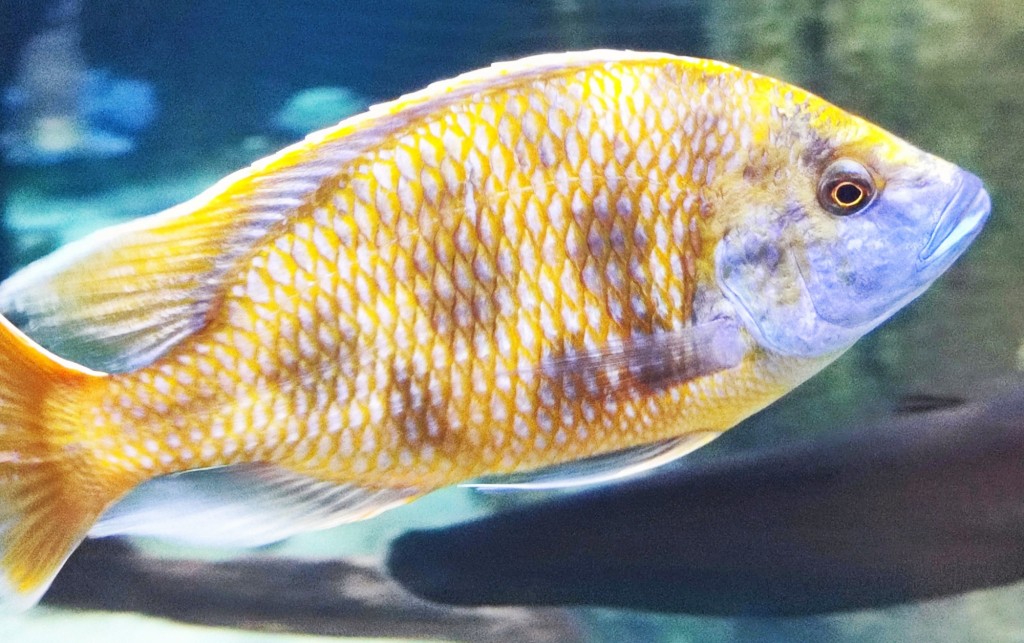 Foto: Acuario Poema del Mar - Las Palmas de Gran Canaria (Las Palmas), España
