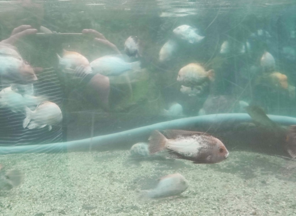 Foto: Acuario Poema del Mar - Las Palmas de Gran Canaria (Las Palmas), España