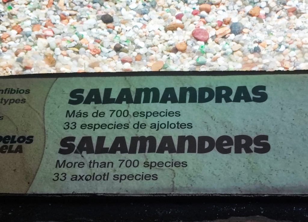 Foto: Acuario Poema del Mar - Las Palmas de Gran Canaria (Las Palmas), España