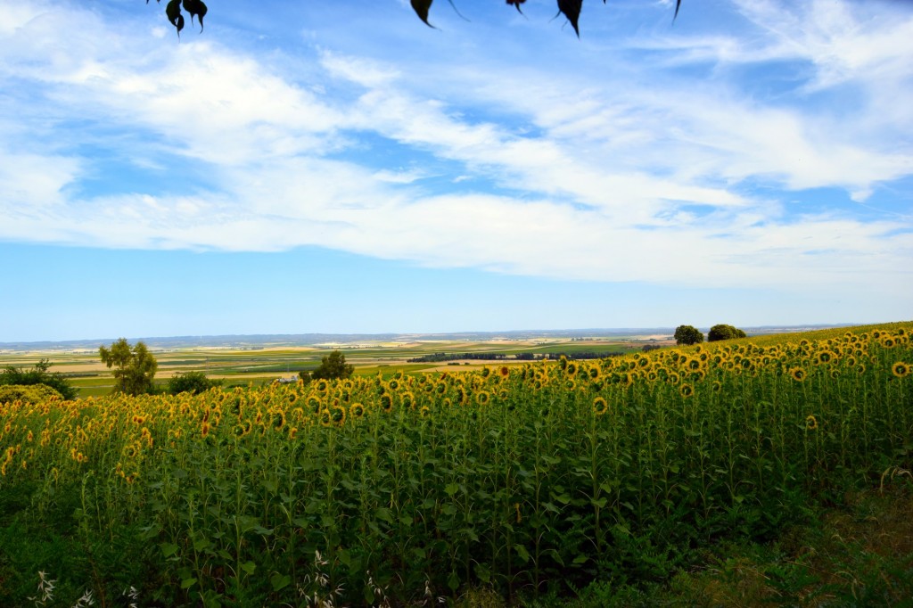 Foto de Castilleja del Campo (Sevilla), España