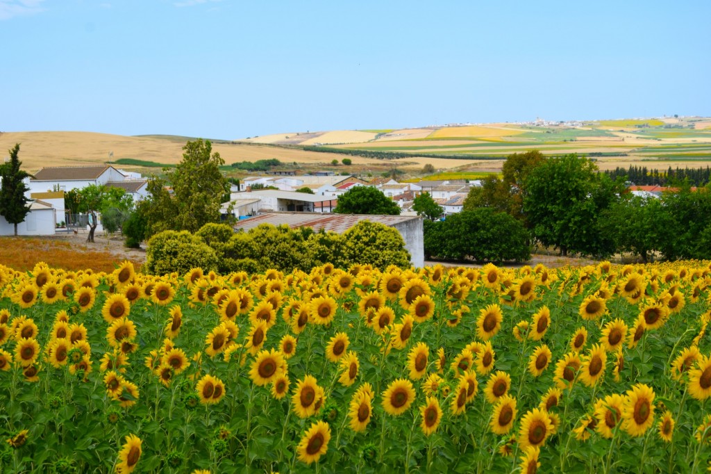 Foto: Helianthus Annuus - Castilleja del Campo (Sevilla), España