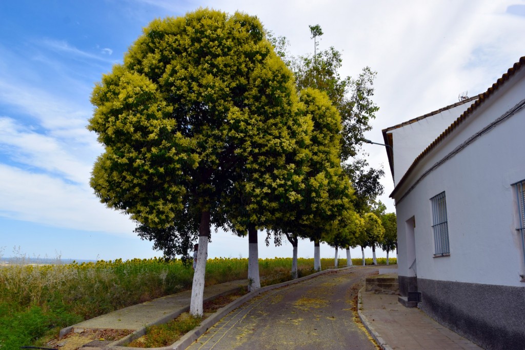 Foto: Calle Arboleda - Castilleja del Campo (Sevilla), España
