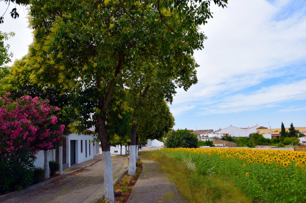 Foto de Castilleja del Campo (Sevilla), España