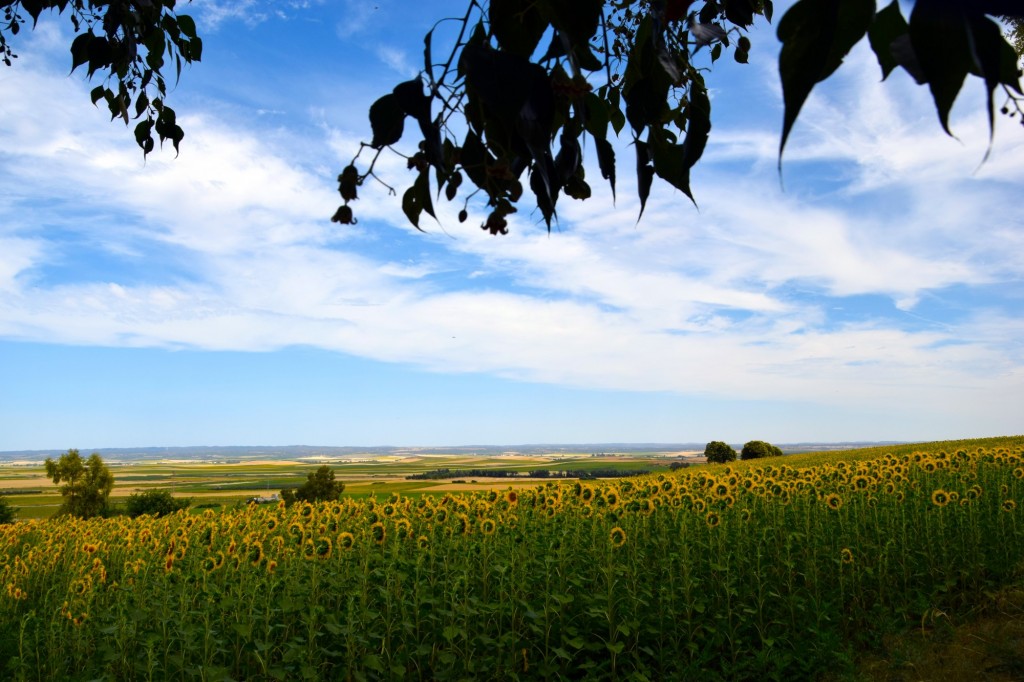 Foto de Castilleja del Campo (Sevilla), España
