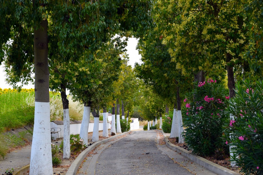 Foto de Castilleja del Campo (Sevilla), España