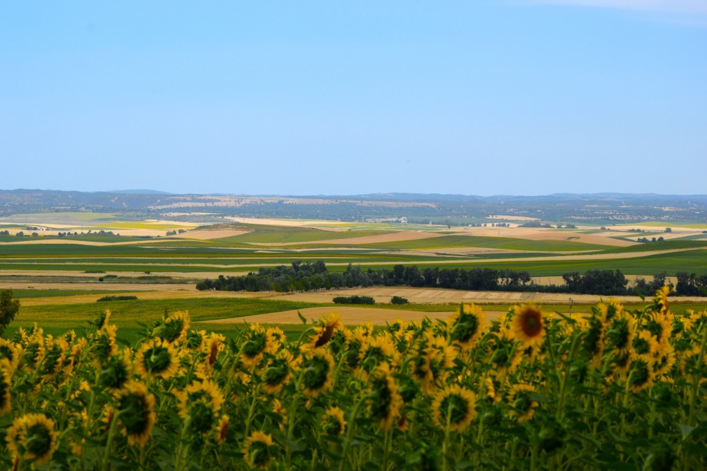 Foto: Campiña - Castilleja del Campo (Sevilla), España