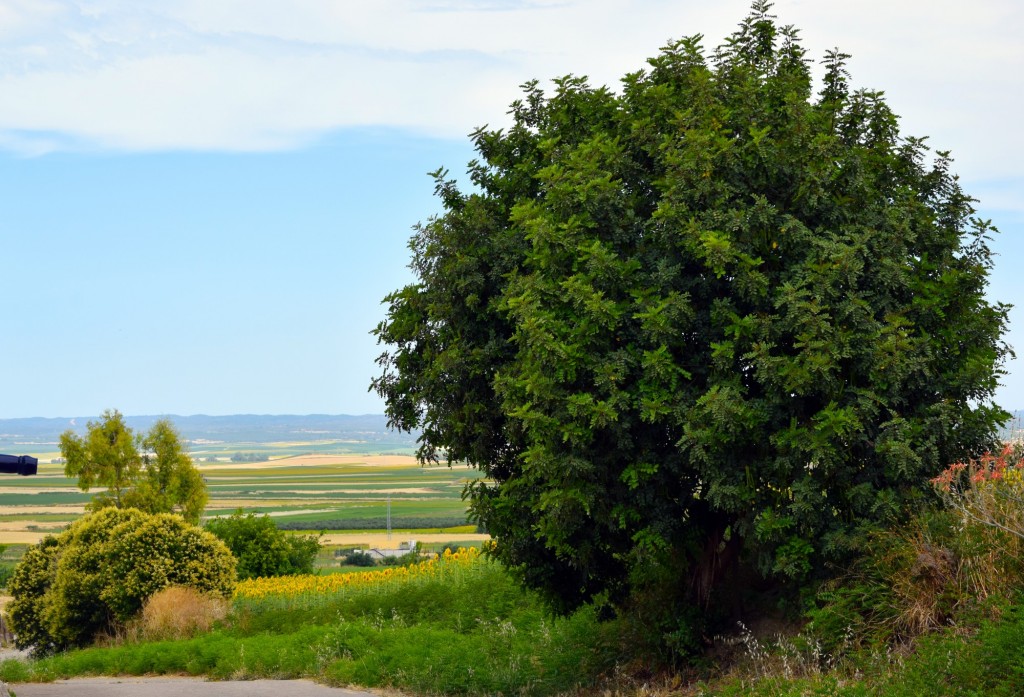 Foto de Castilleja del Campo (Sevilla), España