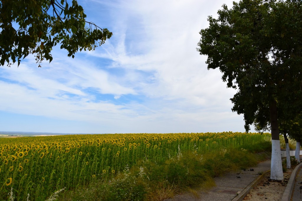 Foto de Castilleja del Campo (Sevilla), España