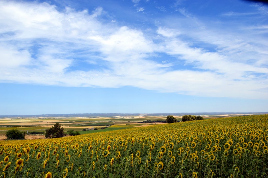 Foto de Castilleja del Campo (Sevilla), España