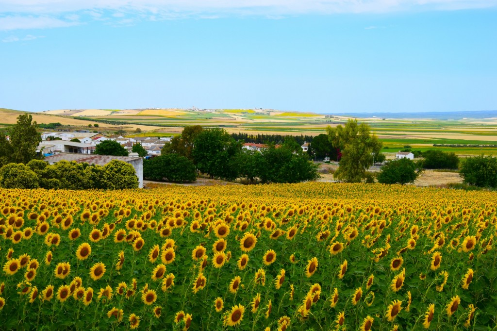 Foto de Castilleja del Campo (Sevilla), España