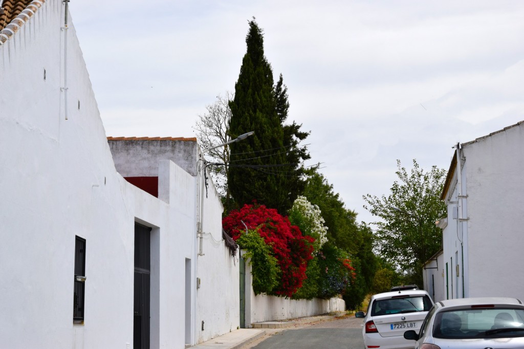 Foto: San Miguel - Castilleja del Campo (Sevilla), España