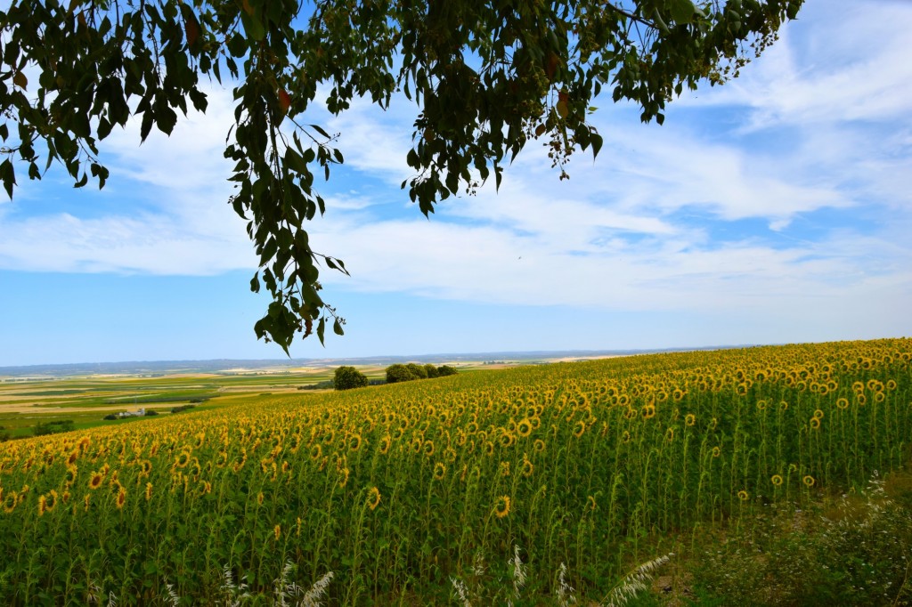 Foto de Castilleja del Campo (Sevilla), España