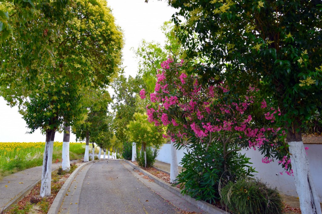 Foto: Adelfas - Castilleja del Campo (Sevilla), España
