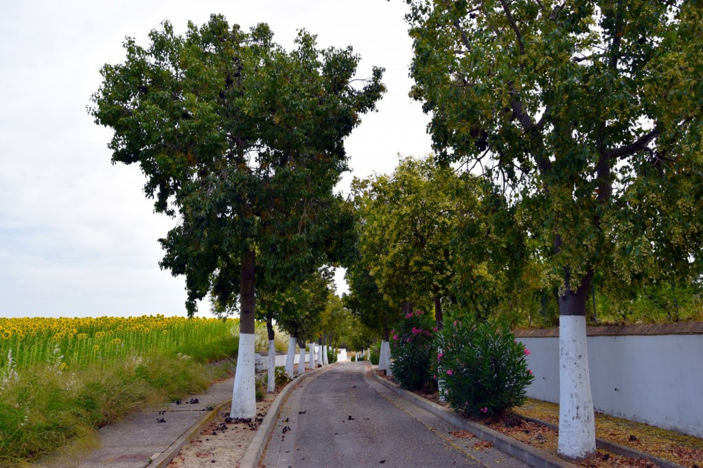 Foto de Castilleja del Campo (Sevilla), España