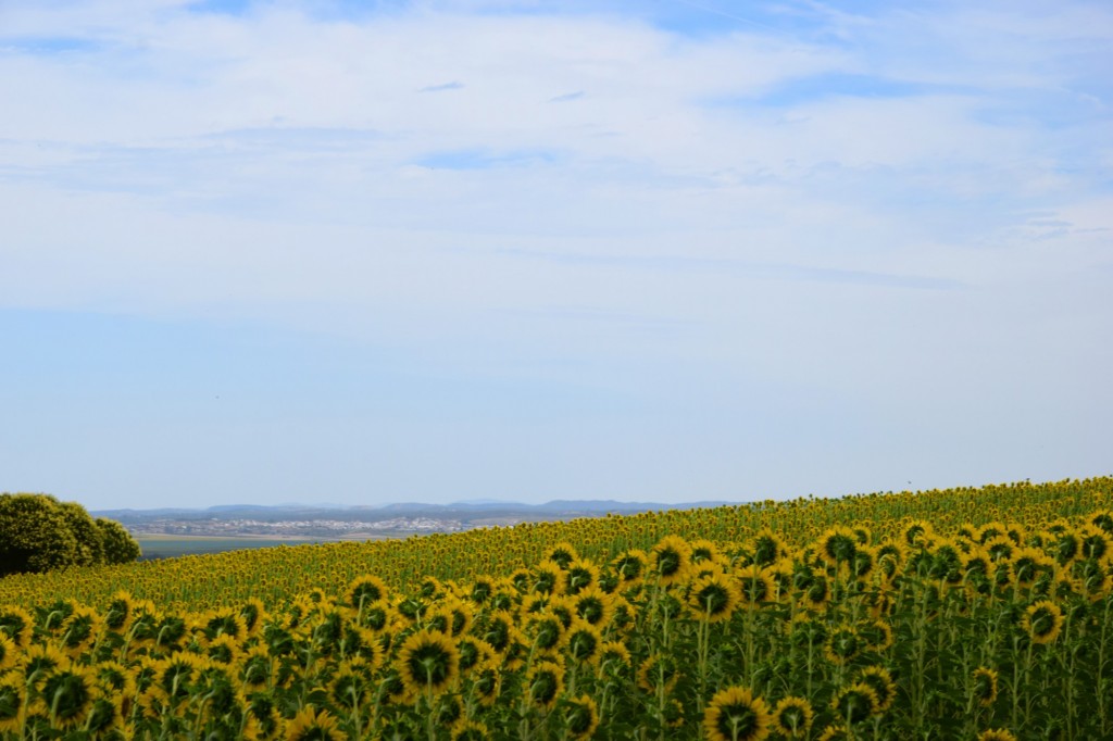 Foto de Castilleja del Campo (Sevilla), España