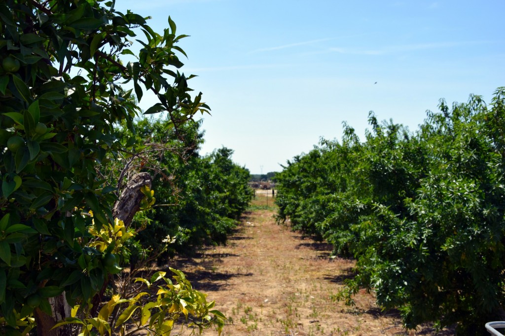 Foto de Chucena (Huelva), España