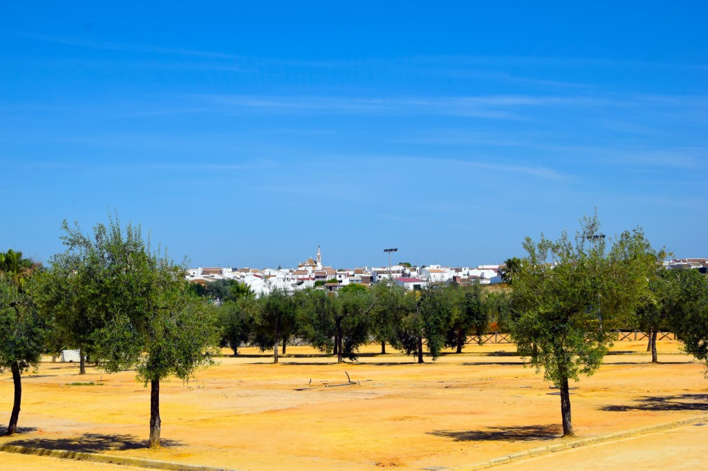 Foto: Olivos - Chucena (Huelva), España
