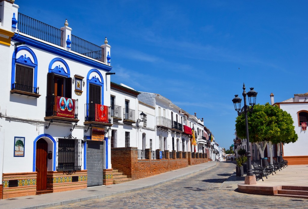 Foto: Pino del Padre Jacinto - Chucena (Huelva), España