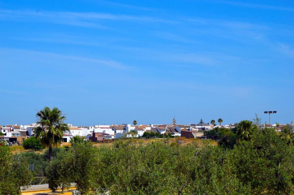 Foto: Vista sobre los olivos - Chucena (Huelva), España