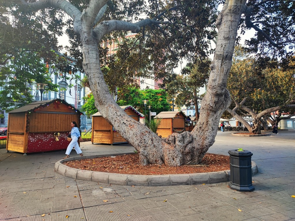 Foto: Parque de San Telmo - Las Palmas de Gran Canaria (Las Palmas), España