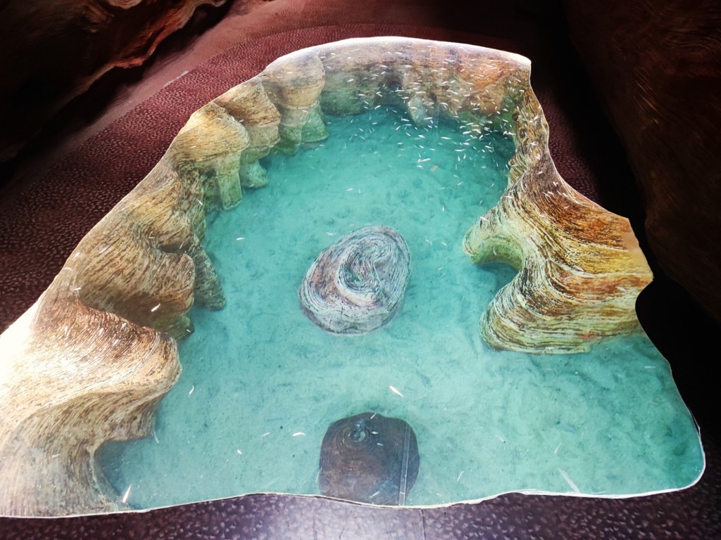 Foto: Acuario Poema del Mar - Las Palmas de Gran Canaria (Las Palmas), España