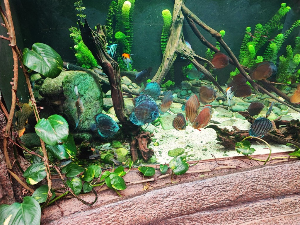 Foto: Acuario Poema del Mar - Las Palmas de Gran Canaria (Las Palmas), España