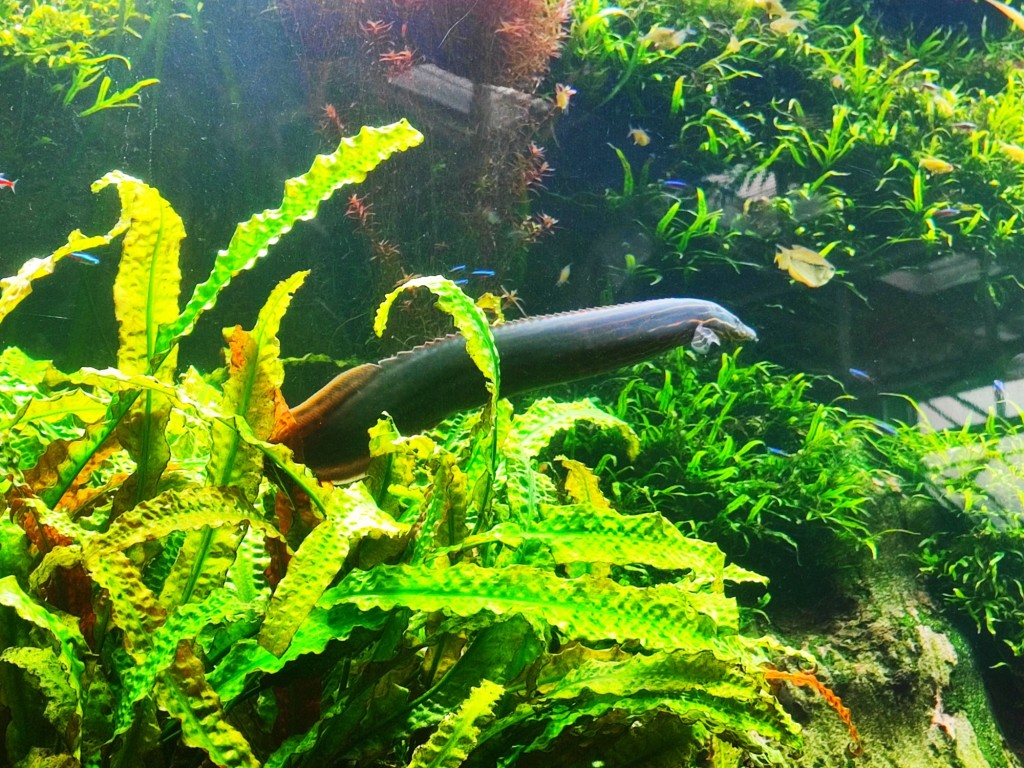 Foto: Acuario Poema del Mar - Las Palmas de Gran Canaria (Las Palmas), España