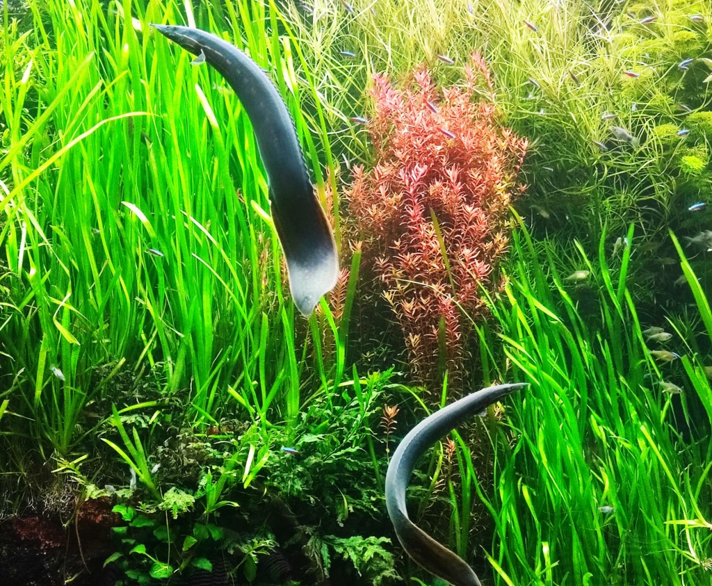 Foto: Acuario Poema del Mar - Las Palmas de Gran Canaria (Las Palmas), España