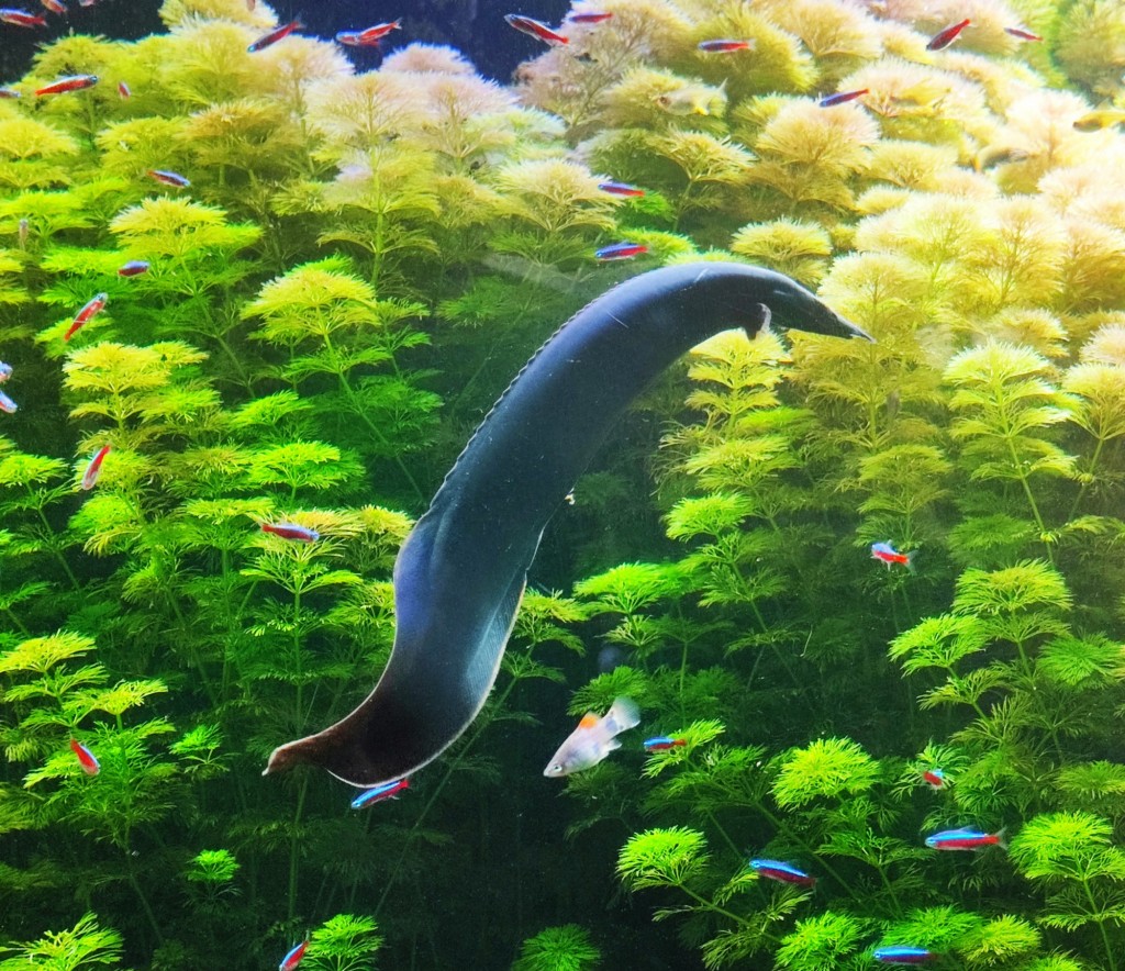 Foto: Acuario Poema del Mar - Las Palmas de Gran Canaria (Las Palmas), España